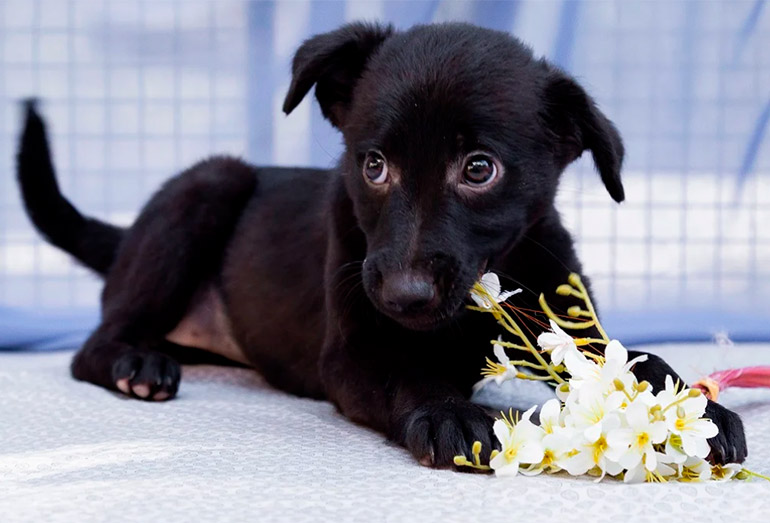 Macaé vai receber serviço de microchipagem em animais nesta quarta-feira