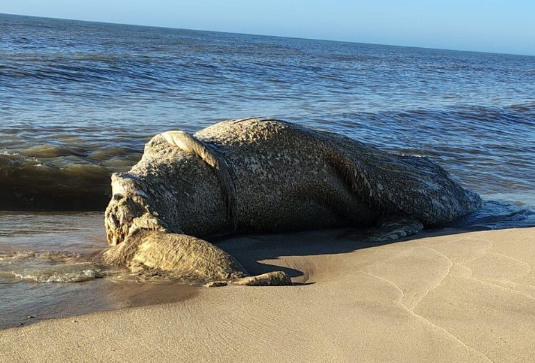 Prefeitura de Quissamã precisou de maquinário pesado para remover corpo de baleia encontrado no litoral