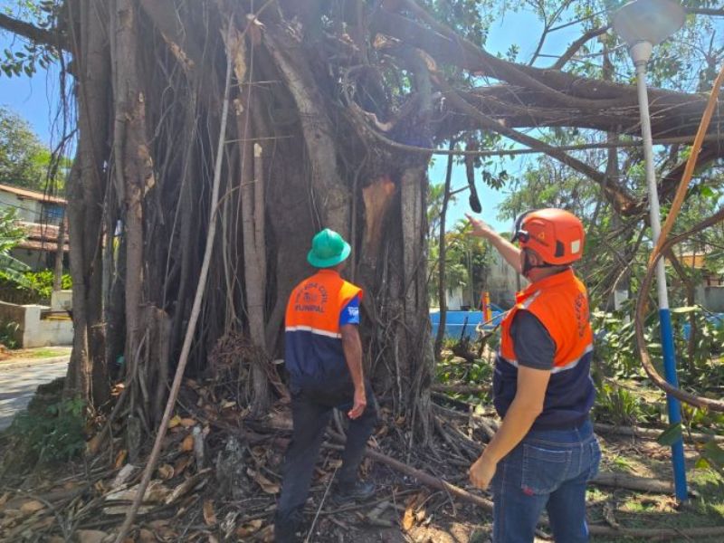 Árvore tem galhos quebrados pelo vento e causa transtornos em Rio das Ostras