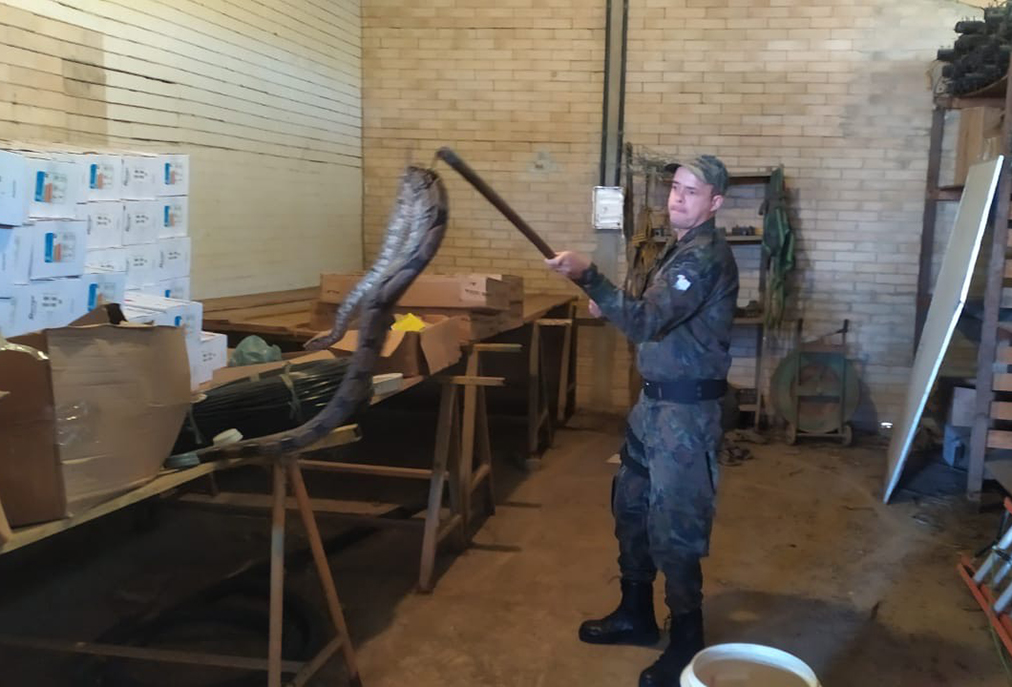 Animal silvestre é resgatado com segurança em Macaé e devolvido à natureza