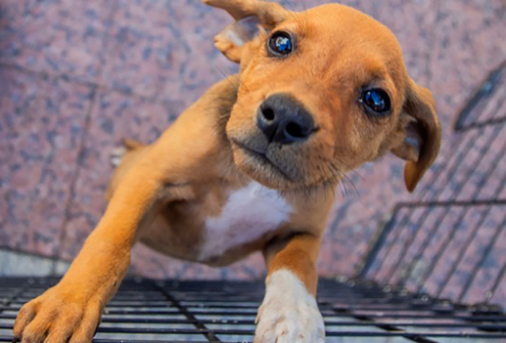 Evento em Macaé busca novo lar para cães e gatos resgatados