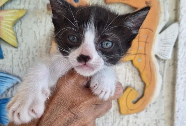 Shopping Plaza Rio das Ostras recebe mais uma edição da feira de adoção animal