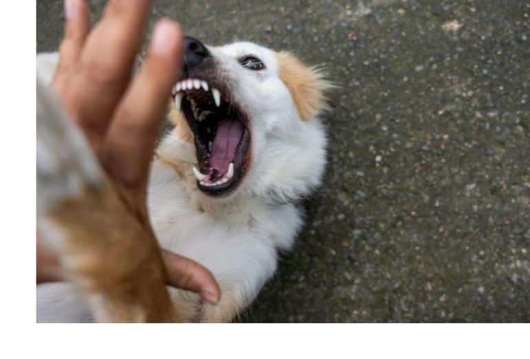 Ataques de animais deixam Rio das Ostras em alerta contra doença da raiva