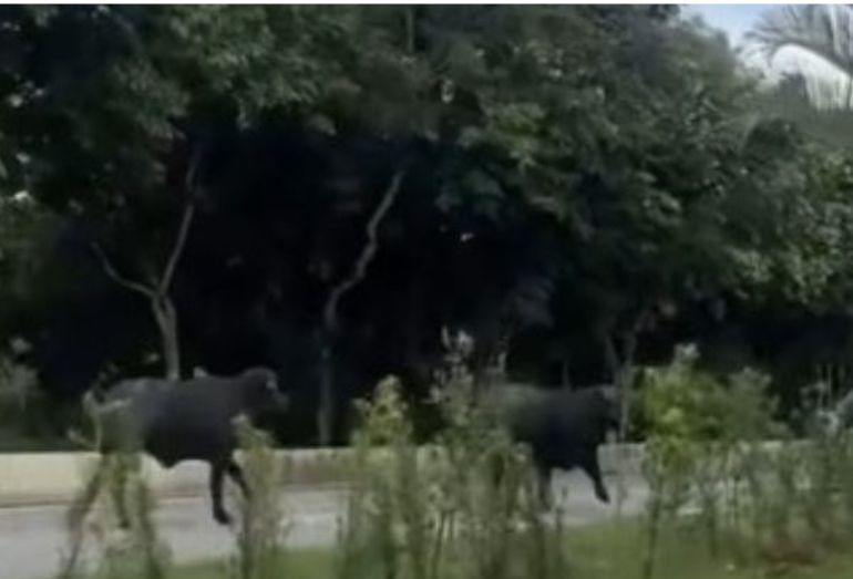 Búfalos soltos derrubam homem em frente ao Moacyrzão em Macaé