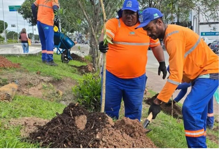 Prefeitura inicia ações de paisagismo com plantio de 1.008 palmeiras nativas em Rio das Ostras