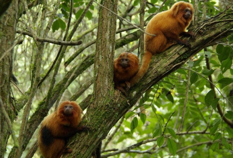 Parque de Silva Jardim ganha reconhecimento internacional inédito no país
